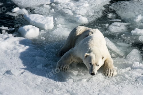 Preview: Closeup of the polar bear climbing on the ice. Ursus maritimus.
