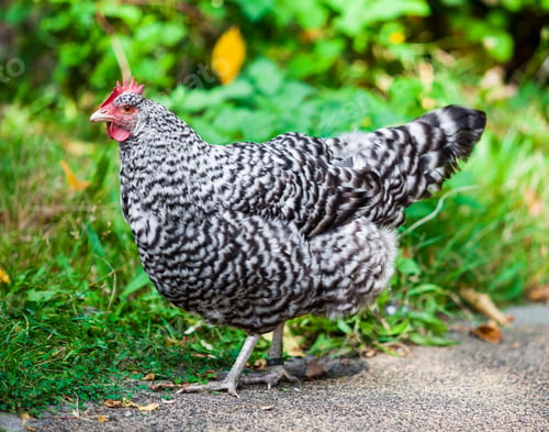 Preview: Closeup of a hen. Hen outside in the meadow