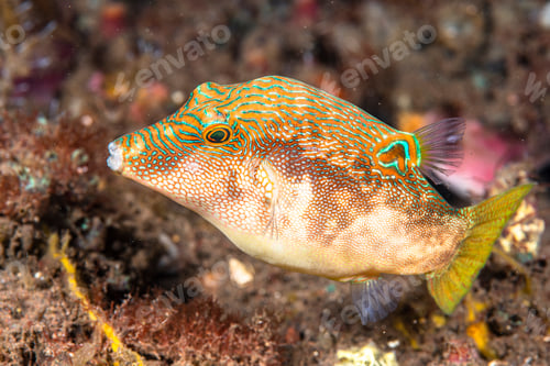 Preview: Fingerprint Toby fish in Bali Indonesia