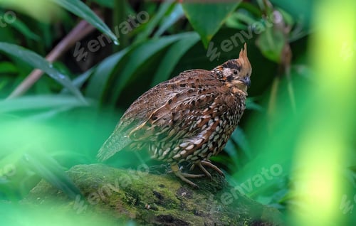 Preview: a bird is sitting on some moss in a park area