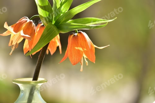 Preview: Beautiful orange flowers in glass vase