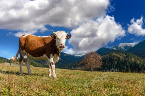 Preview: Brown cow on pasture in mountains