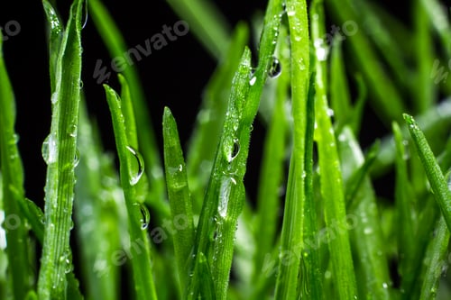 Preview: green grass