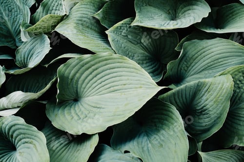 Vista previa: Hojas verdes de hosta que forman un fondo con textura natural