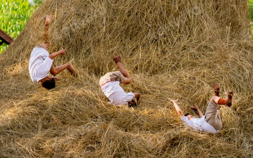 Preview: Three little boy with school uniform enjoy and fun to play with fall down from straw and hay of rice