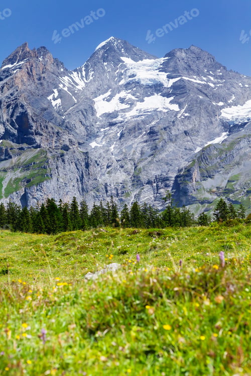 Preview: Swiss Alps mountains and blooming meadow
