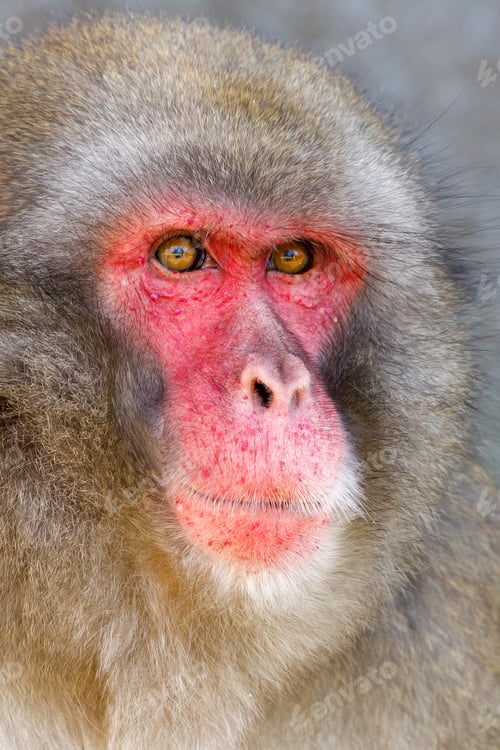 Preview: close up shot of a Japanese Macaque (Macaca fuscata) with red face