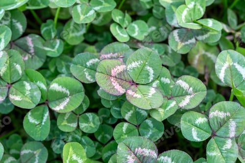 Vista previa: Close up of a green color 'Trifolium repens' leafs against a bright nature background.
