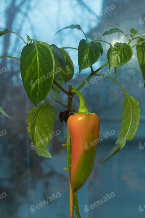 Preview: Pepper plant in a pot on a windowsill. Beautiful red pepper growing on bush.