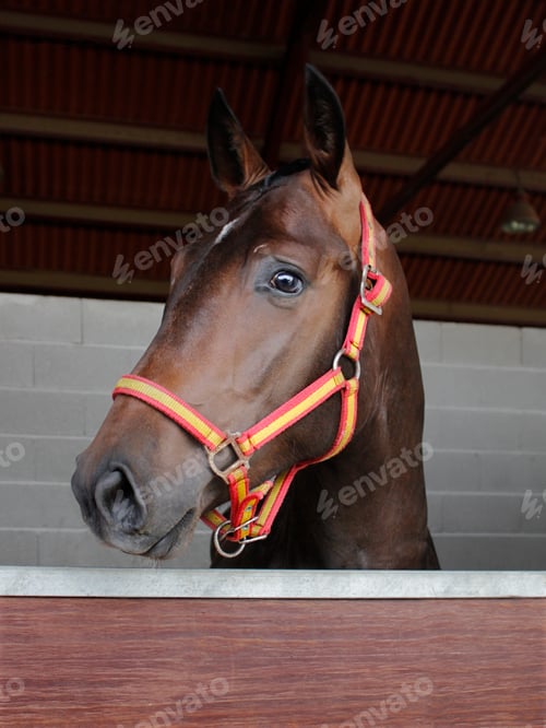 Preview: Portrait of a brown purebred horse