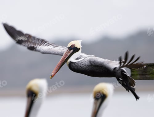 Preview: Close-up of a brown pelican in the middle of landing with two pelicans already on the ground