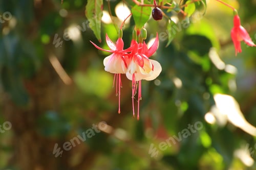 Preview: Fuchsia (Fuchsia hybrida) in greenhouse,Regensburg, Germany