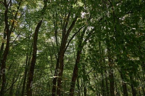 Preview: Lush Green Forest Landscape with Trees and Fresh Foliage in Wooded Area, Nature Background for