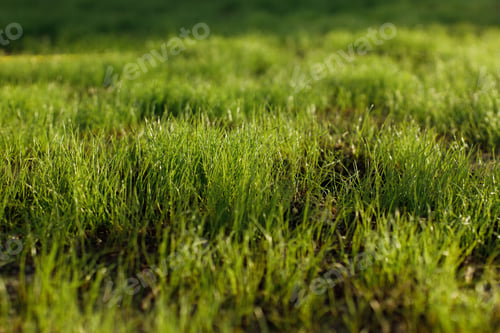 Preview: Green lawn grass close up in sunlight