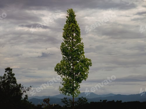 Preview: Pine tree standing tall on the hill near the mountains.