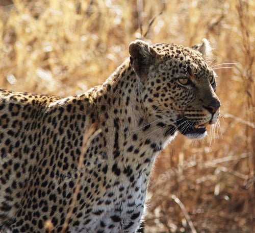 Preview: A Beautiful Wildlife in the World in pictures