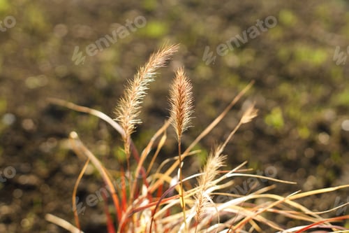Preview: Wild grass in countryside garden