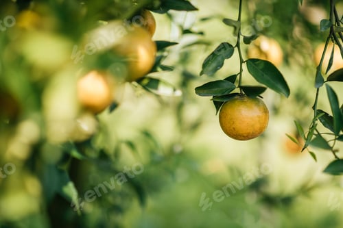 Preview: Bunch of ripe oranges hanging on a orange tree