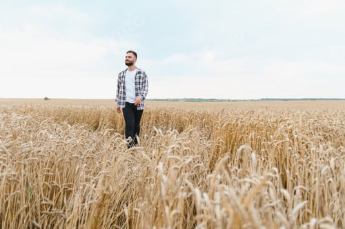 Preview: Farmer walking through golden wheat field on sunny day