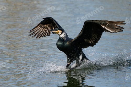 Preview: Great cormorant (Phalacrocorax carbo)