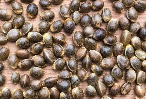 Preview: Top view of marijuana seeds on a wooden surface