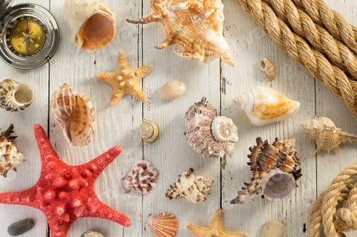Preview: seashell on wooden background