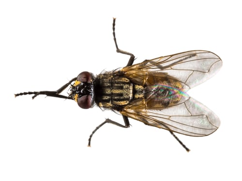 Preview: House fly on white background