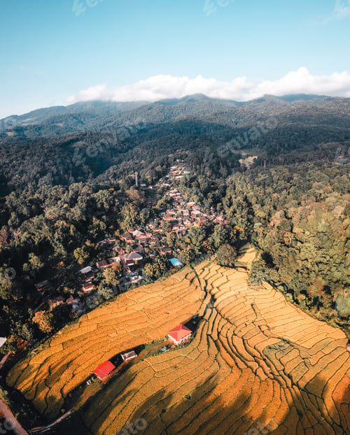 Preview: Aerial view of golden rice terrace field in morning