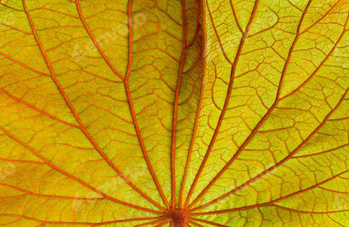 Preview: Beautiful leaf vein texture background of green autumn Bauhinia aureifolia leaf, close up shot