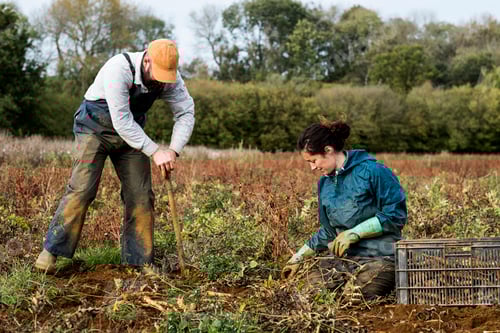 Preview: Two farmers standing and kneeling in a field, harvesting parsnips.