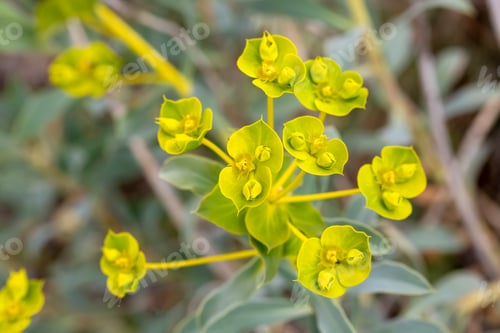Preview: Euphorbia spinosa is a plant species belonging to the Euphorbia genus.