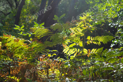 Preview: Green fern leaves in the middle of the forest illuminated by the sun's rays, horizontal view