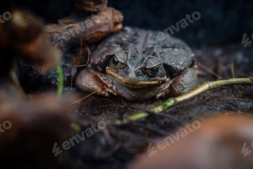 Preview: Schneider's Cururu Toad (Rhinella diptycha)