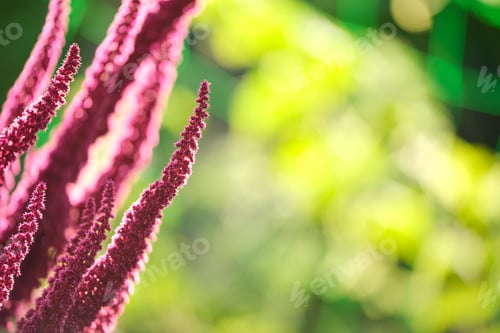 Preview: Indian red amaranth plant growing in summer garden.