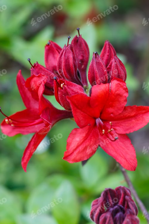 Preview: Rhododendron (azalea ) flowers of various colors in the spring garden