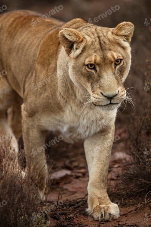 Preview: Lioness in nature reserve, Touws River, Western Cape, South Africa