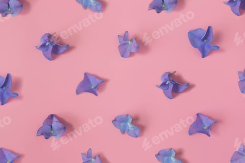 Preview: Flat lay with hydrangea or hortensia blue-purple petals on pink background