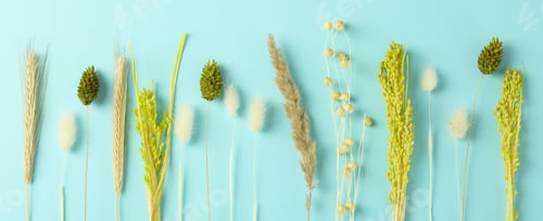 Preview: Hygge concept, dried flowers on blue background