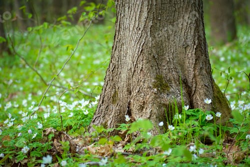 Preview: Wood anemone flowers growing by a large tree trunk