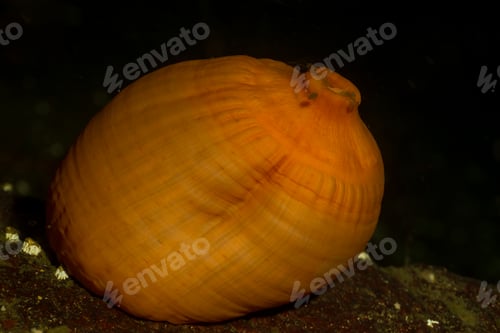 Preview: Macro Picture of Anemone in Pacific Northwest Ocean
