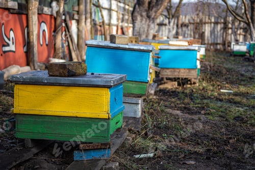 Preview: Beehives in garden among the trees in early winter. Garden trees without leaves. Preparing bees for