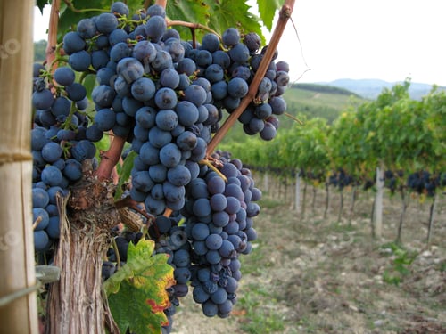 Preview: Ripe blue grapes hanging in a vineyard in Tuscany, Italy