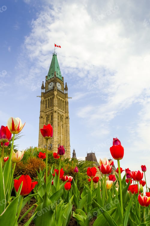 Preview: Tulip with Canadian parliamentary clock tower Ottawa