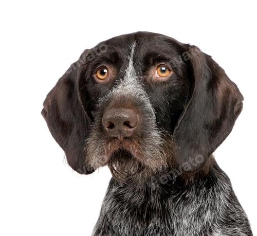 Preview: German Shorthaired Pointer (4 years)