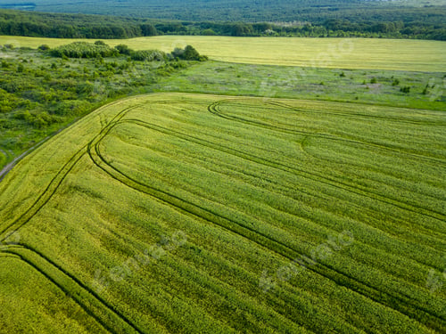 Preview: Aerial view of fielf of fresh young wheat rye ears in the morning light