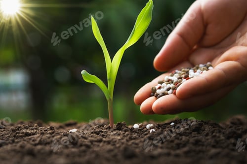 Preview: hand of farmer are pouring chemical fertilizers for young corn in farm