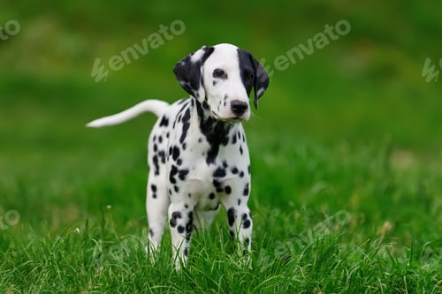 Preview: Dalmatian dog outdoors in summer