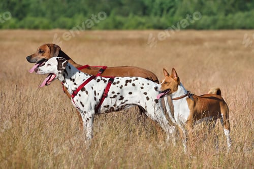 Preview: Three dogs on a field