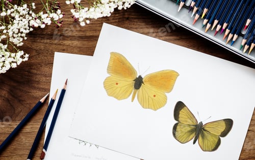 Preview: Drawing of butterflies on a paper