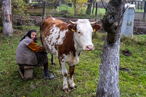 Preview: Woman Milking Cow on Rural Farm in Field